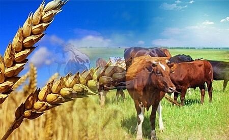 ВЫЙДИ НА УЛИЦУ, ГЛЯНЬ НА СЕЛО!